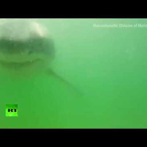 RAW: Great white shark clamps jaws on underwater cam (RARE FOOTAGE)