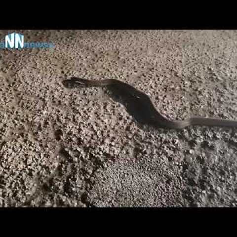 Nafpaktia news:Απίστευτο!!!Φίδι βγήκε "βόλτα" με παγωνιά στην Γαβρολίμνη