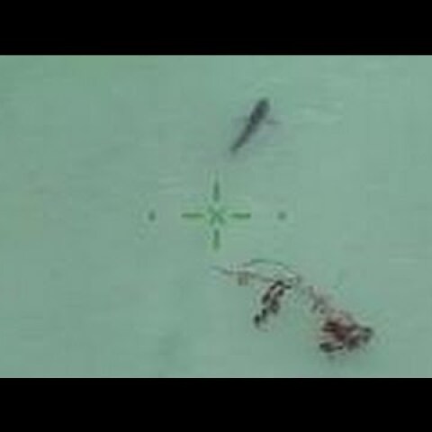 'Attention! You are next to 15 great whites'