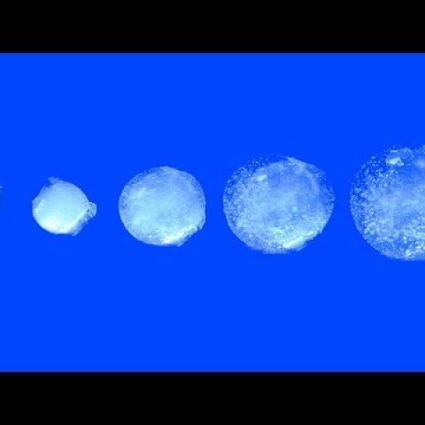 Jell-O-like, expanding pill