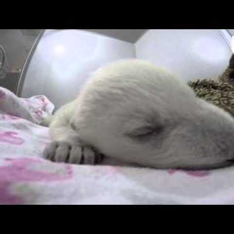 Polar Bear Dreams