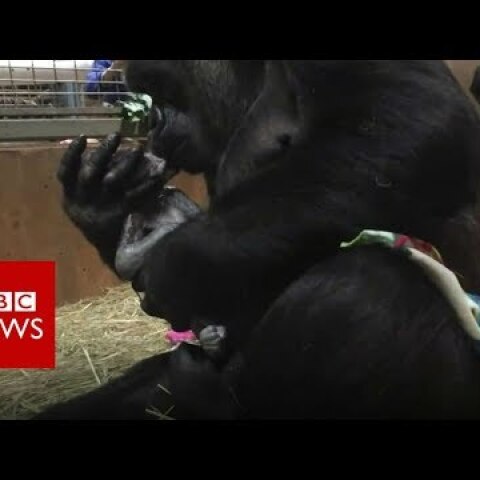 Gorilla gives birth at Smithsonian National Zoo - BBC News