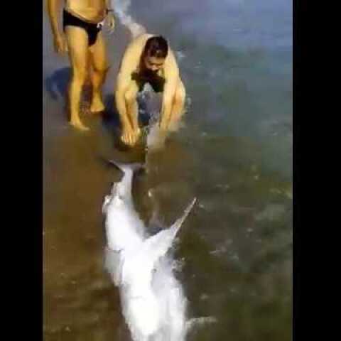 Καρχαρίας βγήκε σε παραλία των Χανίων