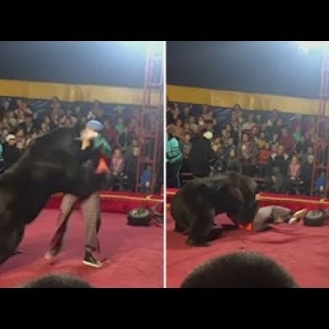Circus bear attacks trainer in Russia