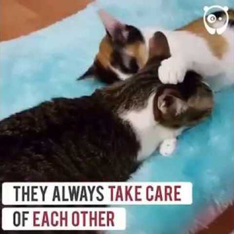 These two disabled rescue kitties are the best friends ever | World Most Funnies Clips