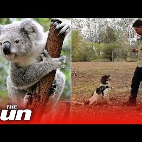 Meet koala sniffing dog ‘Taylor’ - the animal lifesaver in Australia bushfires