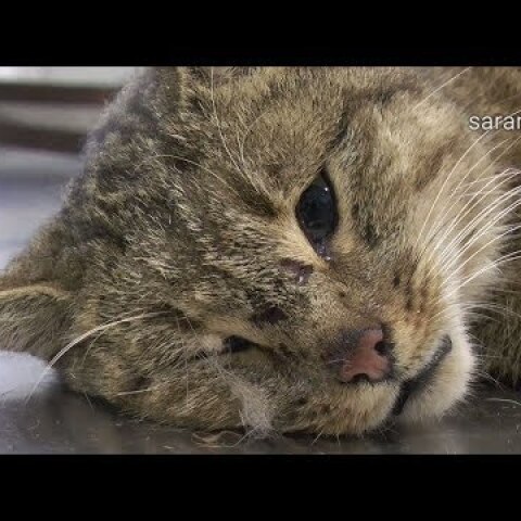 Δείτε τον ''εξαφανισμένο'' Αγριόγατο - Φουρόγατο της Κρήτης, που προσπαθεί να δραπετεύσει..
