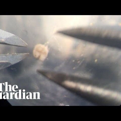 First 'living robots' designed on supercomputer