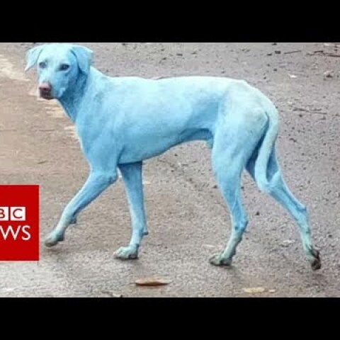 Mumbai's blue dogs- BBC News