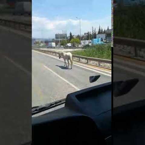 RThess - Άλογο κυκλοφορεί ελεύθερο στους δρόμους στην δυτική Θεσσαλονίκη