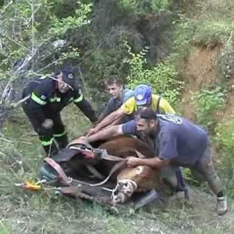 ΑΠΕΓΚΛΩΒΙΣΜΟΣ ΤΑΥΡΟΥ ΑΠΟ ΧΑΡΑΔΡΑ 80 ΜΕΤΡΩΝ ΑΠΟ ΤΗΝ ΠΥΡΟΣΒΕΣΤΙΚΗ ΥΠΗΡΕΣΙΑ ΠΤΟΛΕΜΑΪΔΑΣ