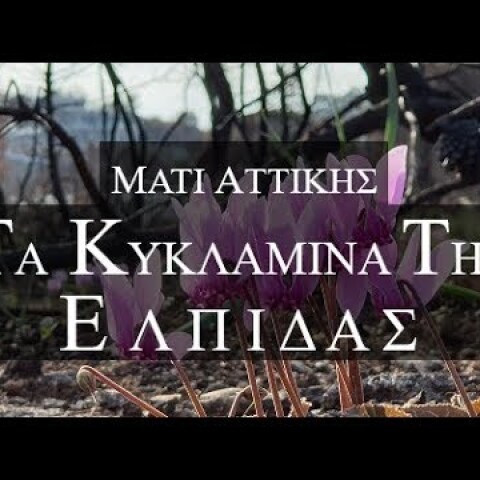 Μάτι Αττικής. Τα Κυκλάμινα της ελπίδας και της αισιοδοξίας απο ψηλά. Up Drones