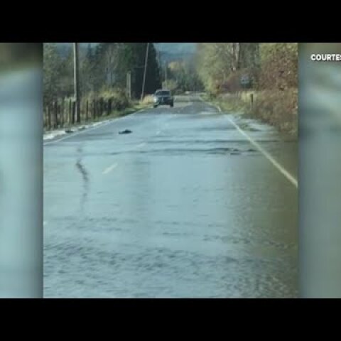 VIEWER VIDEO: Salmon swim over road in Shelton, Washington