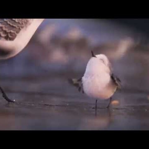 PIPER | First Look | Official Disney UK