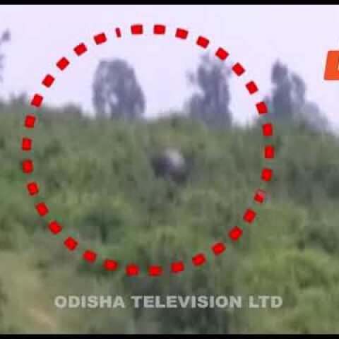 Jumbo mistake! Youth taking selfie with elephant gets trampled