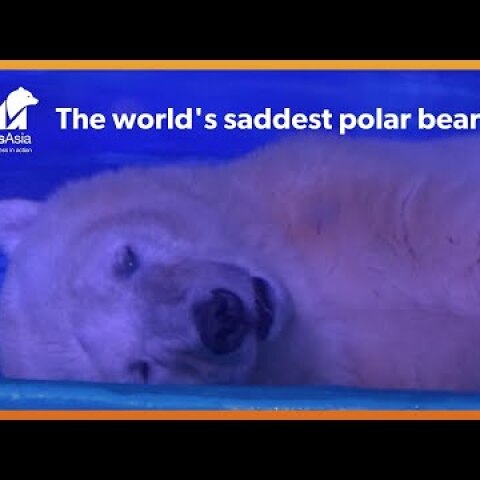 The tragic bear that suffers for selfies