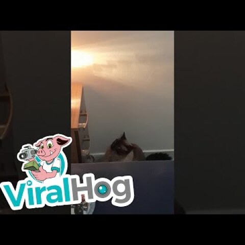 Cranky Cat Turns Off Phone Alarm || ViralHog