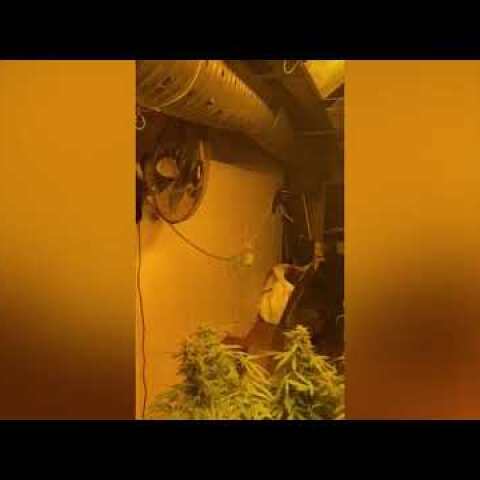 Εντοπίσθηκε πλήρως οργανωμένο και εξοπλισμένο εργαστήριο-φυτώριο υδροπονικής καλλιέργειας κάνναβης