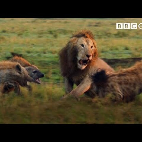 Lion Trapped by Clan of Hyenas | Dynasties | BBC Earth