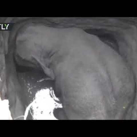 Trapped elephant freed by locals following risky rescue op