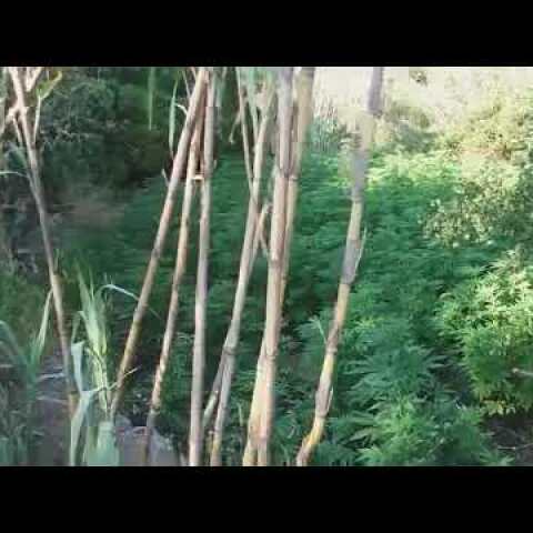 Εντοπισμός φυτείας δενδρυλλίων κάνναβης