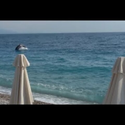 Δελφίνια στην παραλία της Ακράτας - Dolphins play near the beach