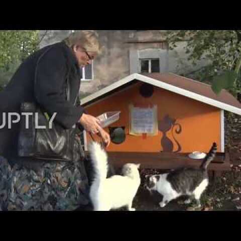 Feline good - Riga resident builds homes for orphaned cats ensuring his eternity in heaven