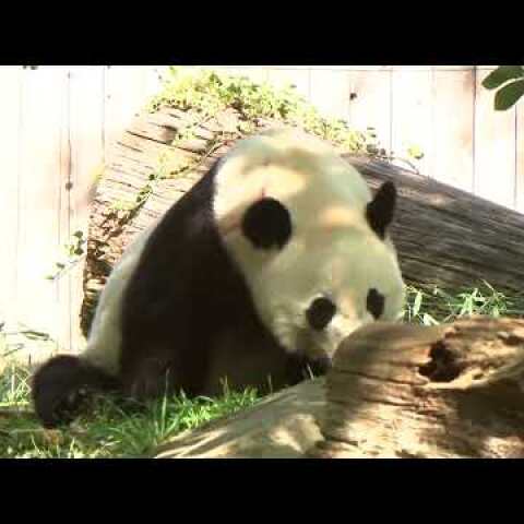 Watch Live Pandas: Bei Bei the panda celebrates 4th birthday at National Zoo in Washington