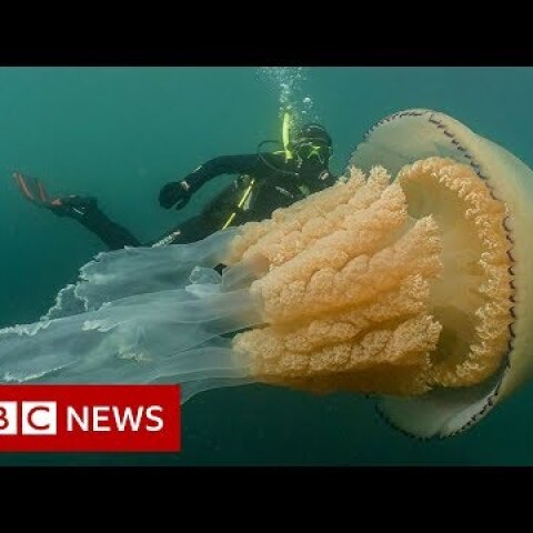 Giant jellyfish spotted by divers - BBC News