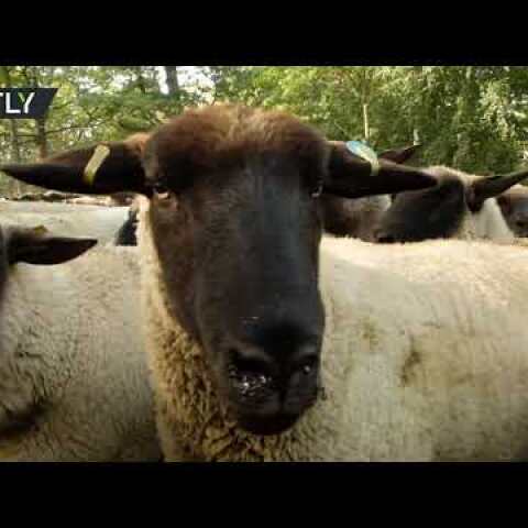 German shepherds march their livestock across Berlin
