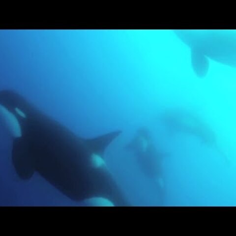 Scientists find new type of killer whale off Chile
