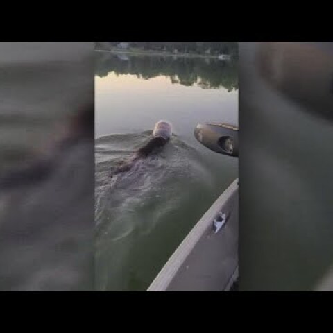 Swimming bear rescued from Wisconsin lake