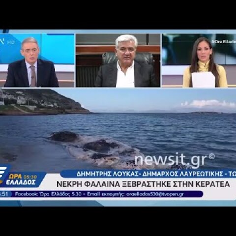 Νεκρή φάλαινα ξεβράστηκε στην Κερατέα - Ώρα Ελλάδος 05:30 28/11/2019 | OPEN TV