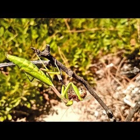 Άγρια Ελληνική Φύση: Αλογάκι της Παναγίας καταβροχθίζει ελικοπτεράκι σε ένα ανατριχιαστικό βίντεο