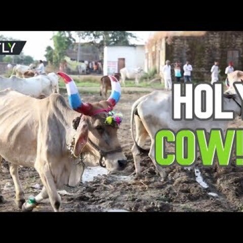 Hindus trampled on by cows in udderly bizarre ritual
