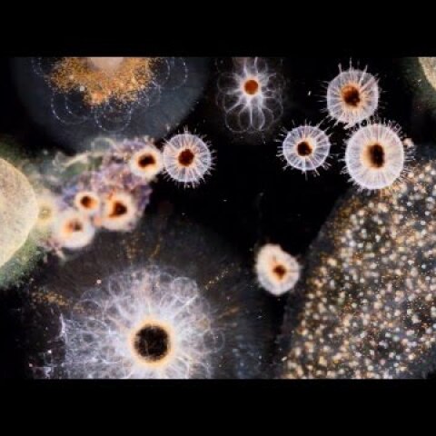 "Manta Ray" by J. Ralph & Anohni (F.K.A. Antony) - Original Song From Racing Extinction  - VIDEO