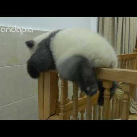 Panda's brave cradle escape