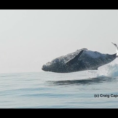 40 Ton Humpback Whale Leaps Entirely Out of the Water!  A Video by Craig Capehart