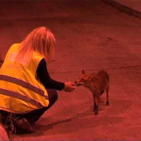 Η ΑΛΕΠΟΥ ΣΤΑ ΔΙΟΔΙΑ