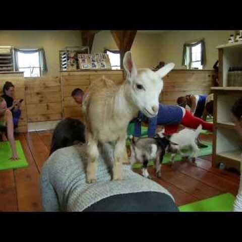 'Goat Yoga' a hit on New Hampshire farm
