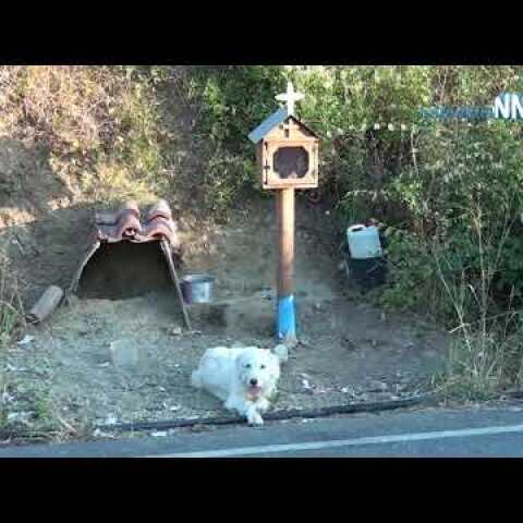 ‘Greek Hachiko’-Ναυπακτία: Ο σκύλος βρήκε στέγη δίπλα στο εικόνισμα  για το  αφεντικό του.Βίντεο