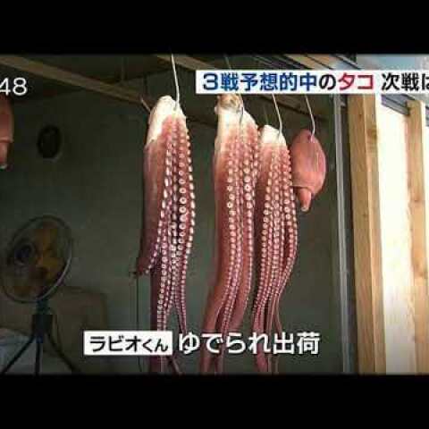 'Psychic' octopus killed and chopped into seafood despite correctly guessing Japan's World Cup group