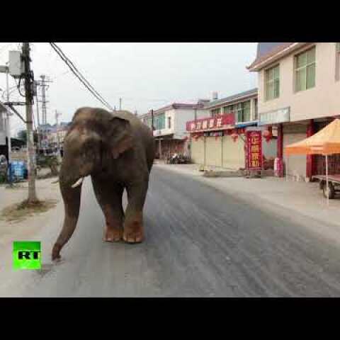 Trying to blend in? Elephant casually strolls through city in China