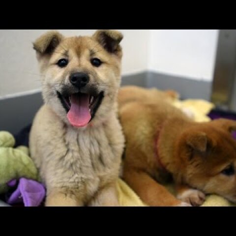 57 Dogs Rescued from South Korea Dog Meat Farm