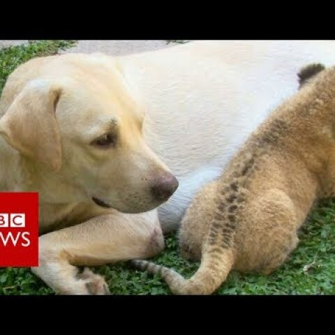The little lion cub raised by a dog- BBC News