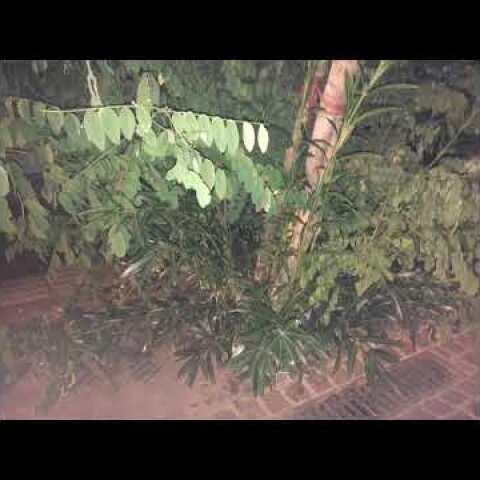 Nalyssa Green - Των πικρών υπνωτικών