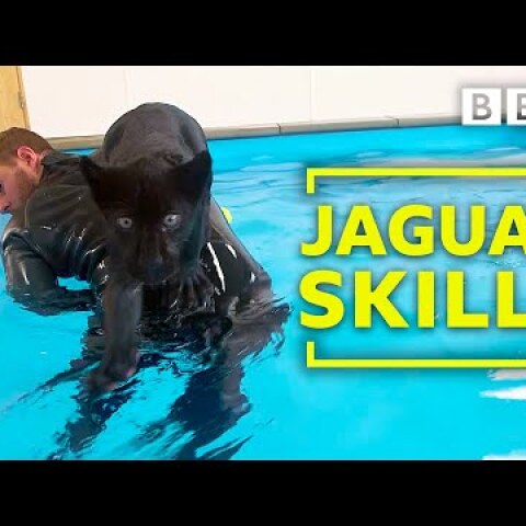 Baby jaguar's very first swim - BBC