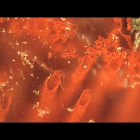 World's oldest fossils unearthed - UCL (short version)