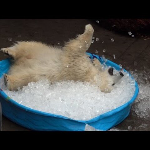 Nora the polar bear plays in kiddie pool filled with ice
