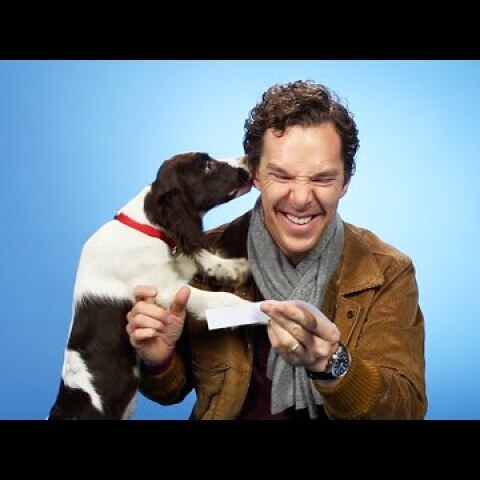 Benedict Cumberbatch Plays With Puppies While Answering Fan Questions
